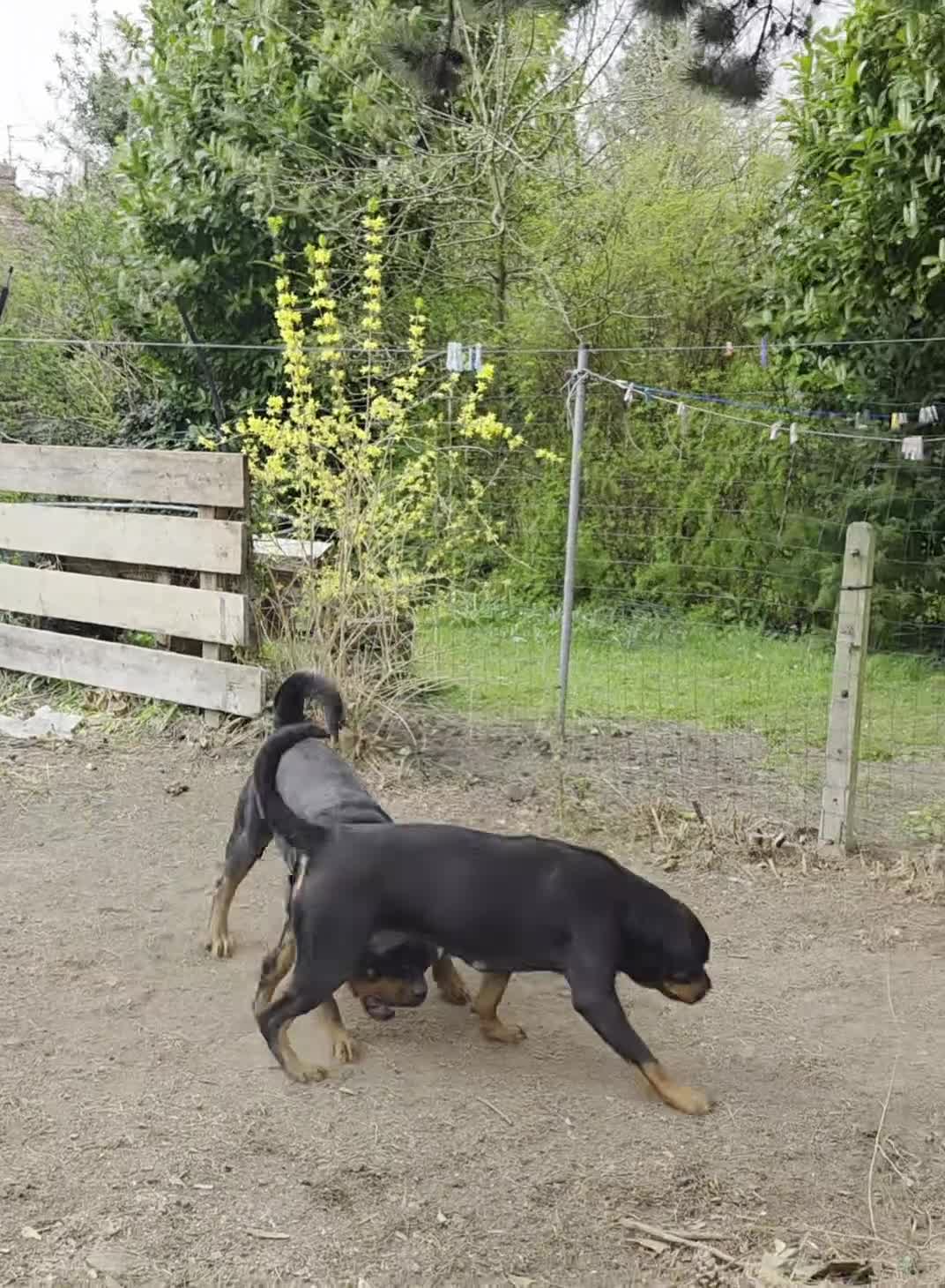 Rottweiler dogs for sale: Rottweiler puppies  - Video 4