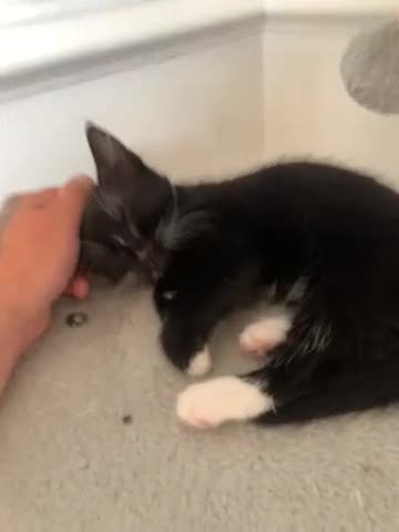 Mixed Breed cats for sale: Kittens  - Video 3