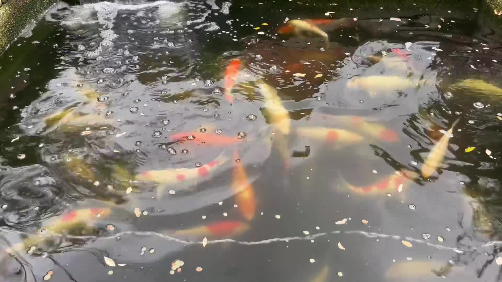 Koi Carp fish for sale: Koi carp  - Video 1