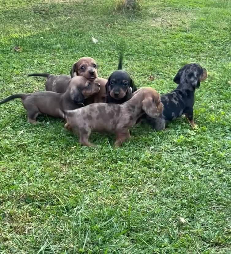 Dachshund dogs for sale: Gorgeous dachshund puppies - Video 1