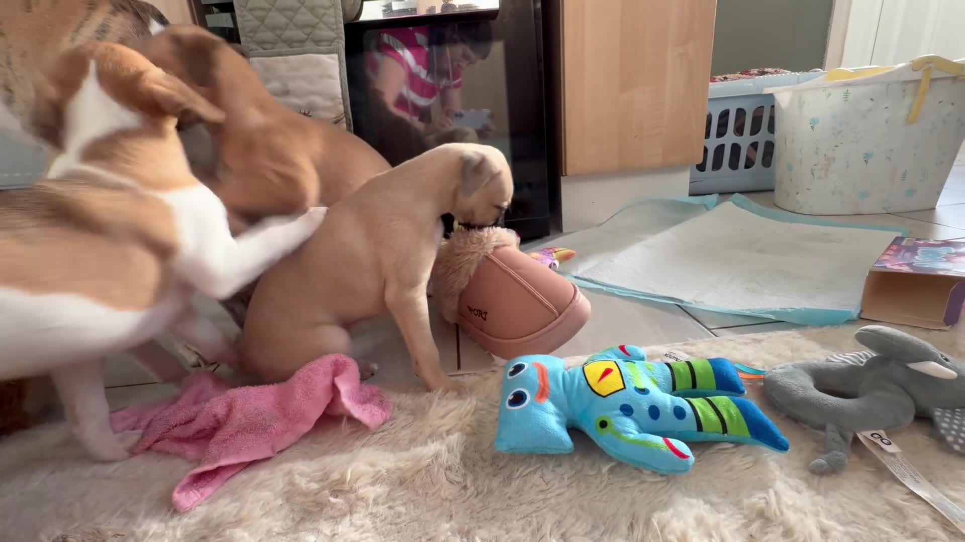 Whippet dogs for sale: 📣 Outstanding Show & Racing Lines - Video 3