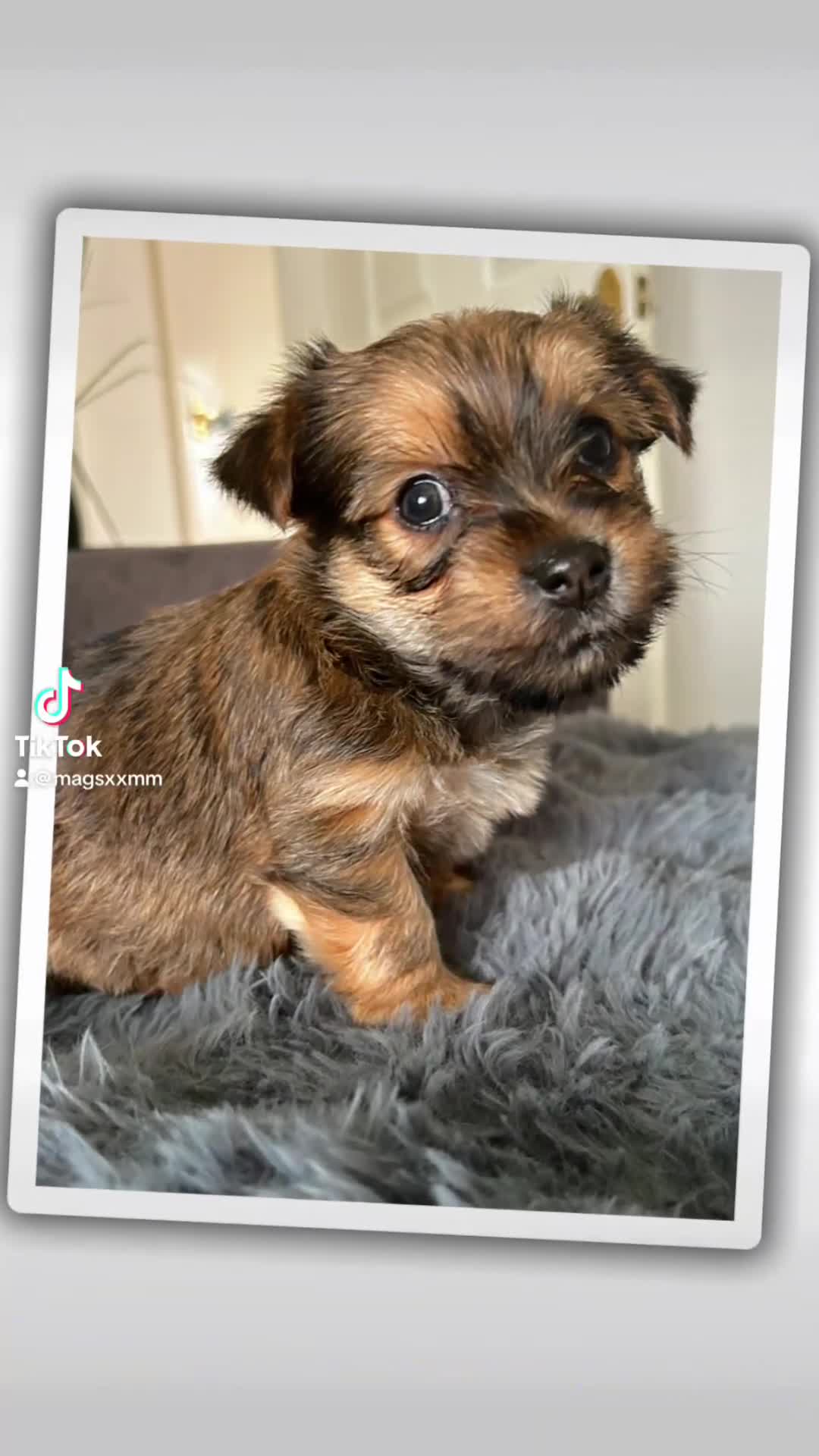 Yorkshire Terrier dogs for sale: Yorkshire terriers puppies  - Video 2