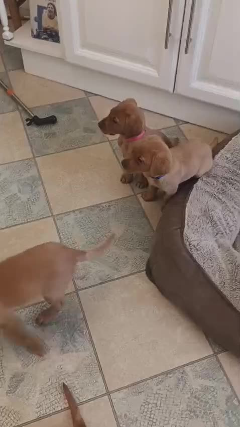 Labrador Retriever dogs for sale: Fox Red KC Reg Fox Red Lab, M&D hip & elbow scored - Video 3