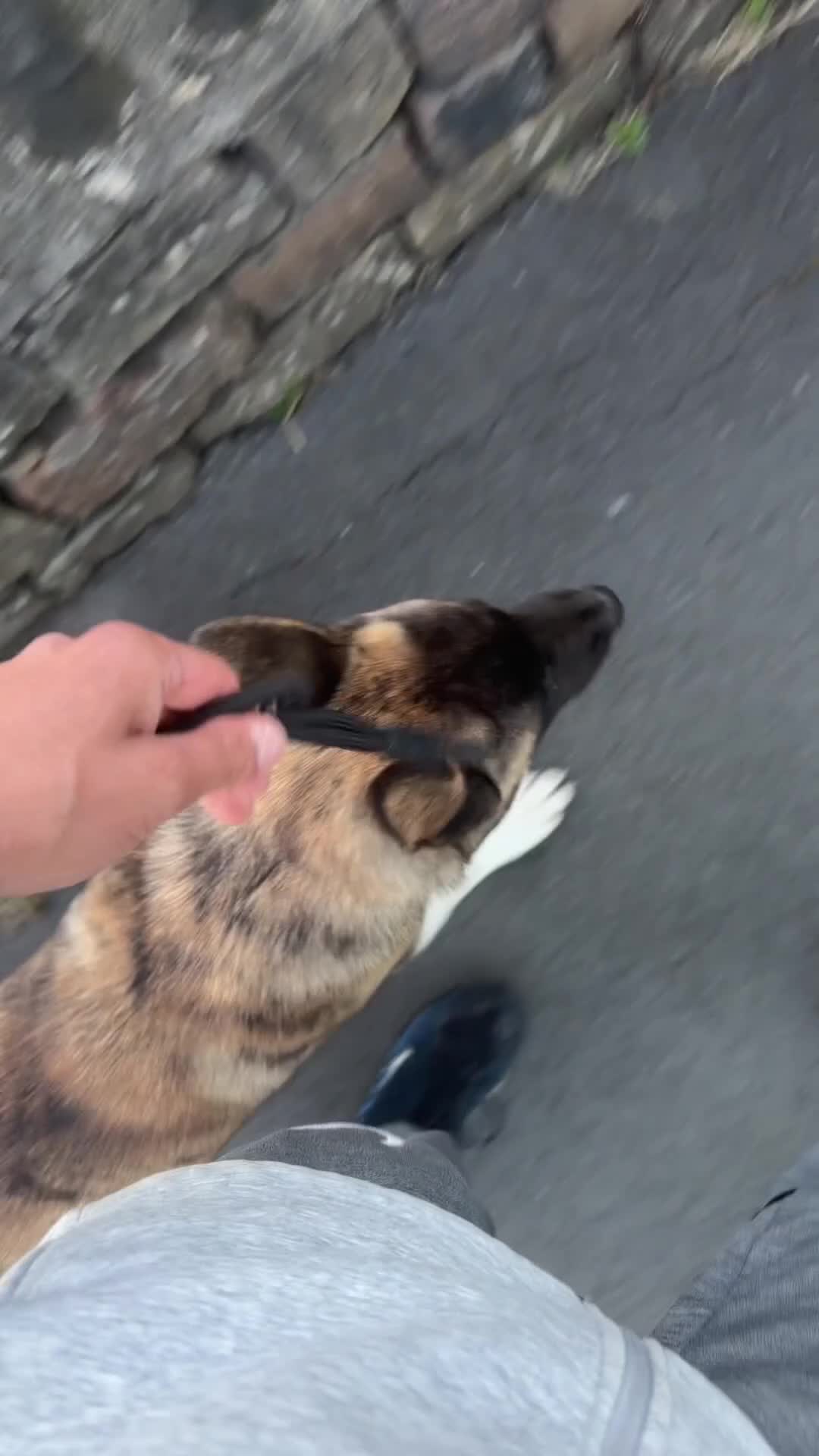Akita dogs for sale: Blaze The American Akita - 6 Months Old 🔥 in Shipley - Video 1