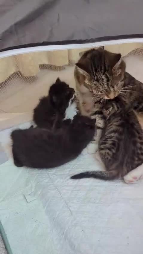 European cats for sale: 5 European shorthair kittens  - Video 1