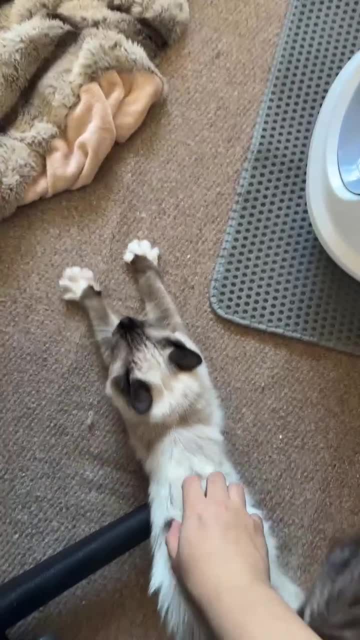 Ragdoll cats for sale: Colorpoint ragdoll looking for a lovely home - Video 2