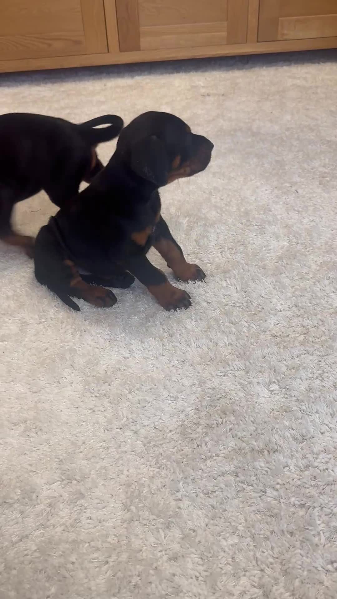 Dobermann dogs for sale:  German Dobermann puppies simply the best - Video 1