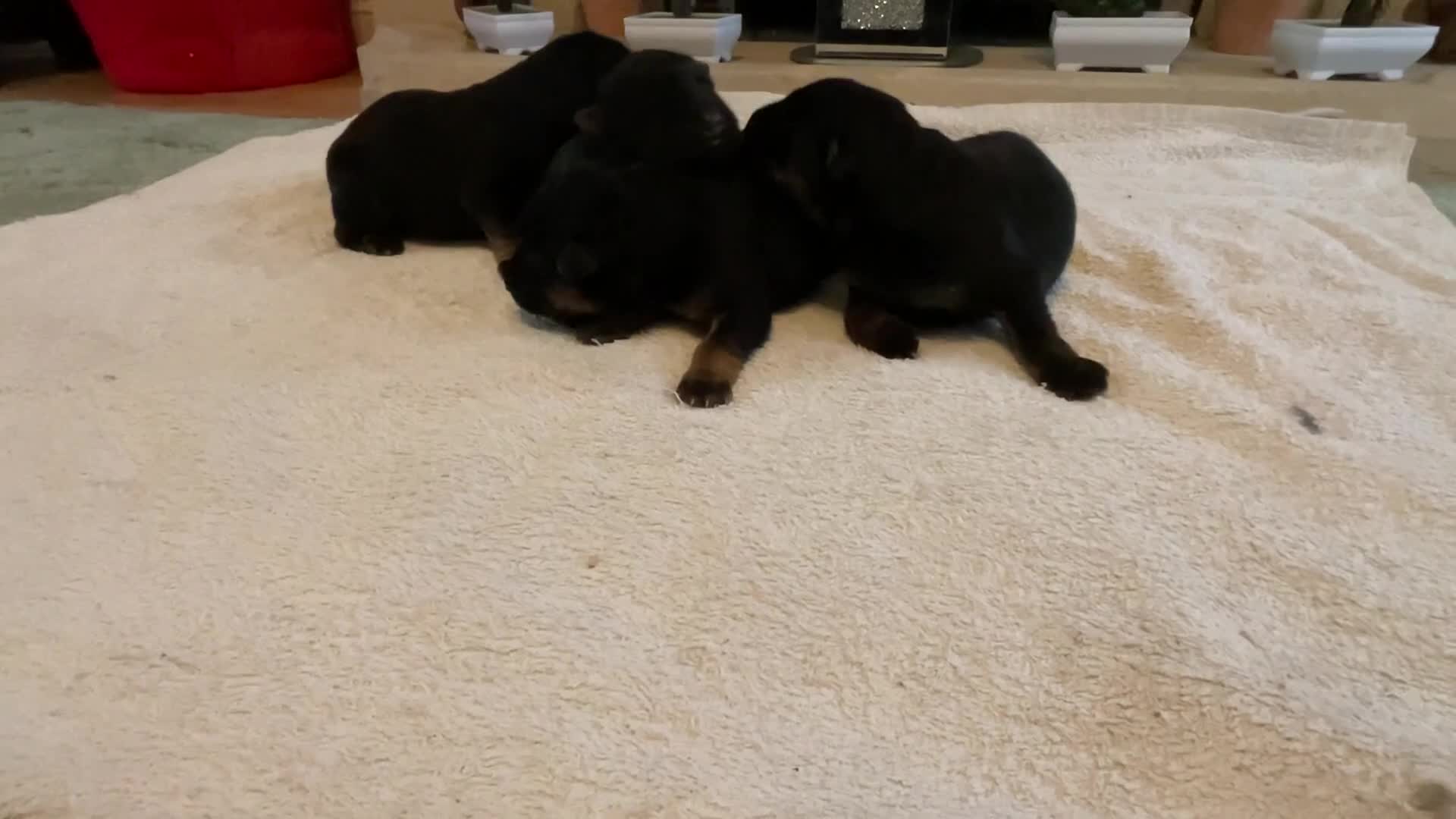 German Shepherd dogs for sale: Quality litter show line/working line puppy’s  - Video 1