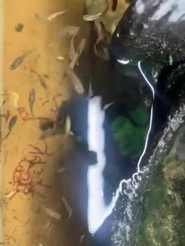 Turtle reptiles for sale: Dwarf African mud turtles - Video 1