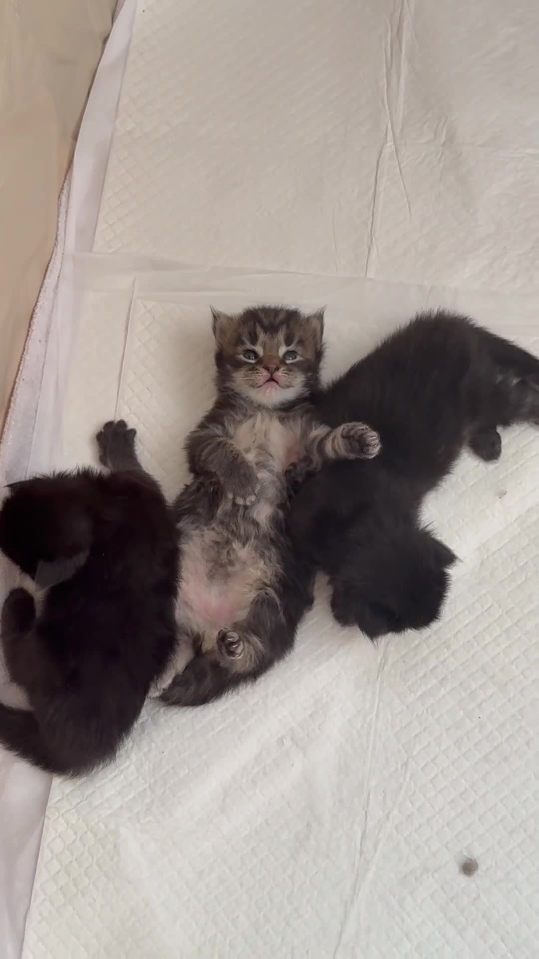 Maine Coon cats for sale: 🐈‍⬛ Maine Coon Kittens 3 Girls and 2 Boys 🐈‍⬛ - Video 2