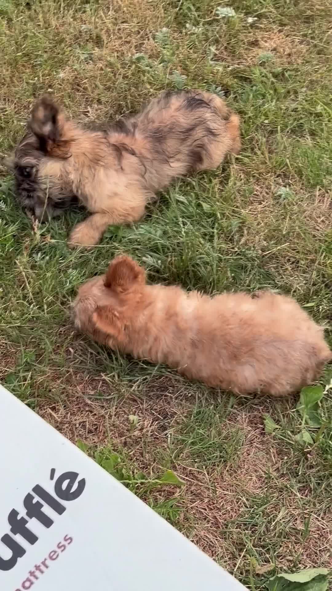 French Bulldog dogs for sale: French bulldog puppies please read description  - Video 1