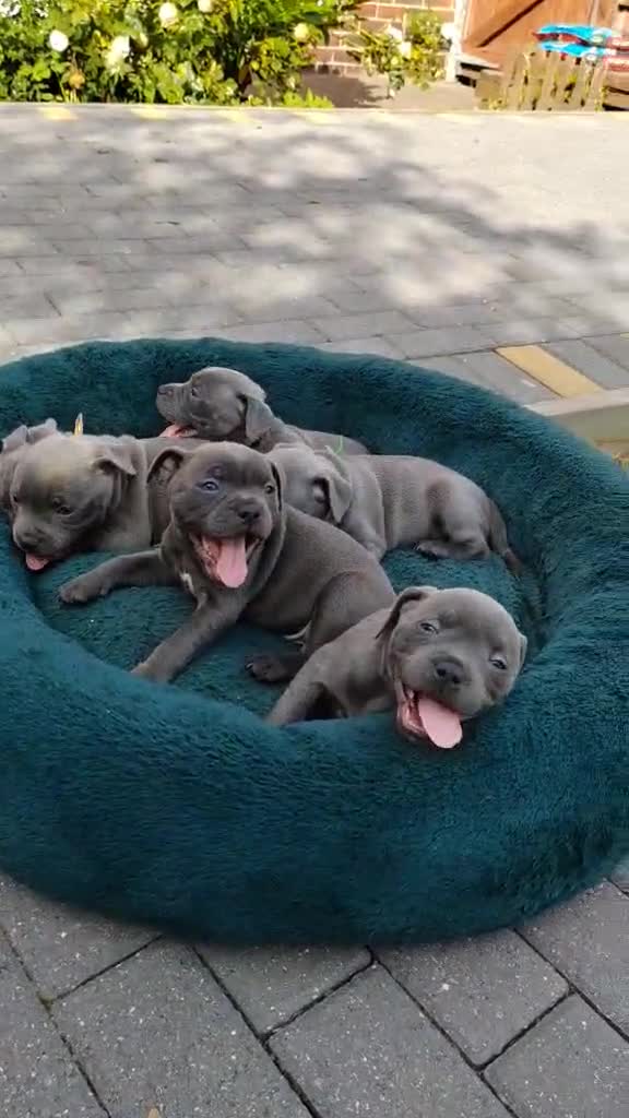 Staffordshire Bull Terrier dogs for sale: Champs Bloodline Blue Staffordshire Bull Terrier - Video 1