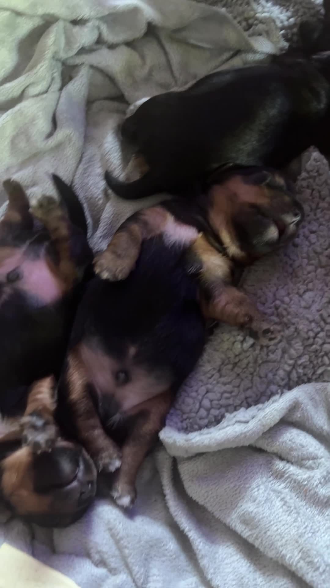 Yorkshire Terrier dogs for sale:  Beautiful Yorkshire Terrier mini Puppies tor Sale - Video 1