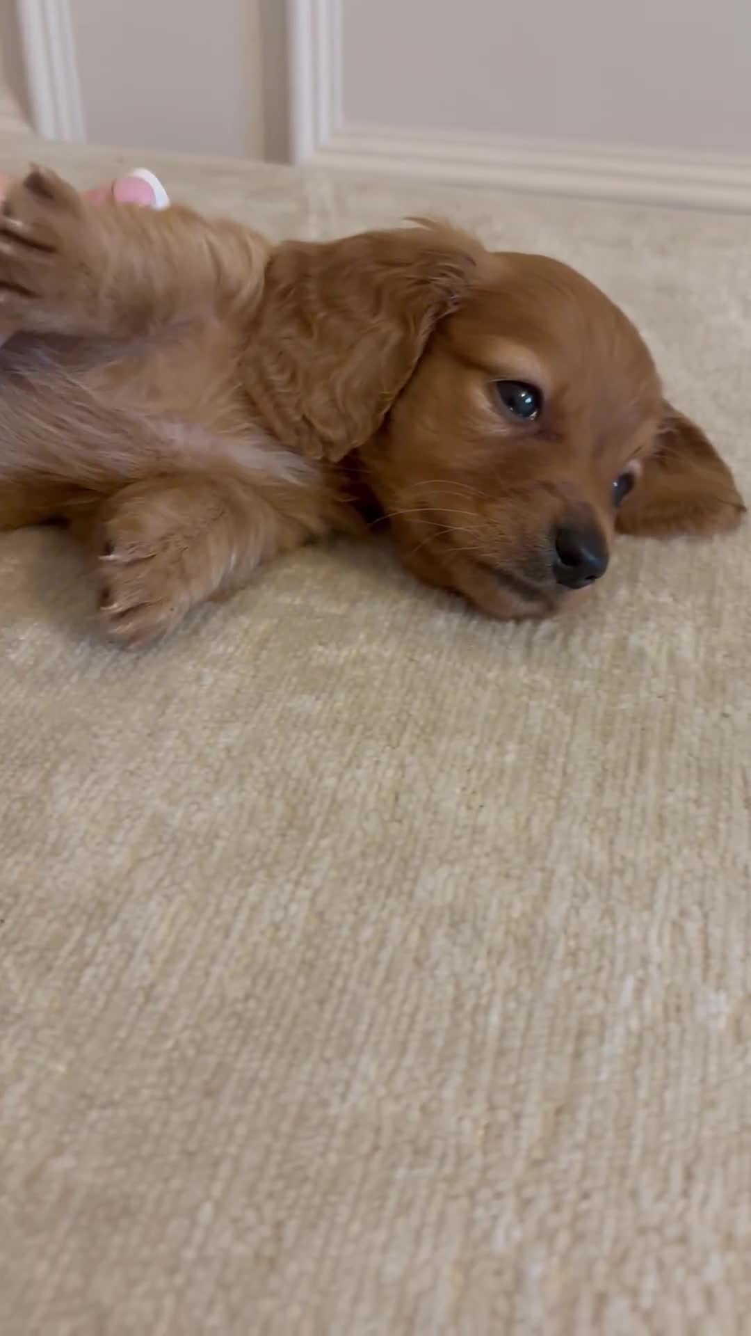 Miniature Dachshund dogs for sale: True KC miniature dachshund  - Video 2