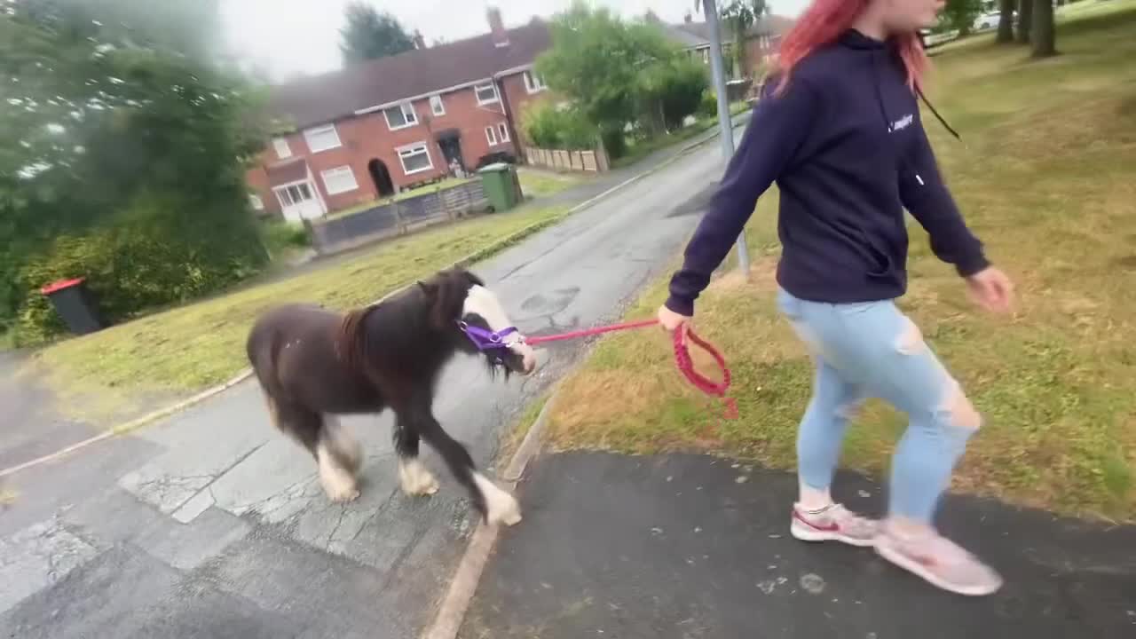 Irish Cob horses for sale: Edwin and chopper  - Video 4