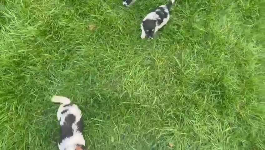 Jack Russell dogs for sale: 3 male tricolour long haired jackrussel puppies  - Video 1