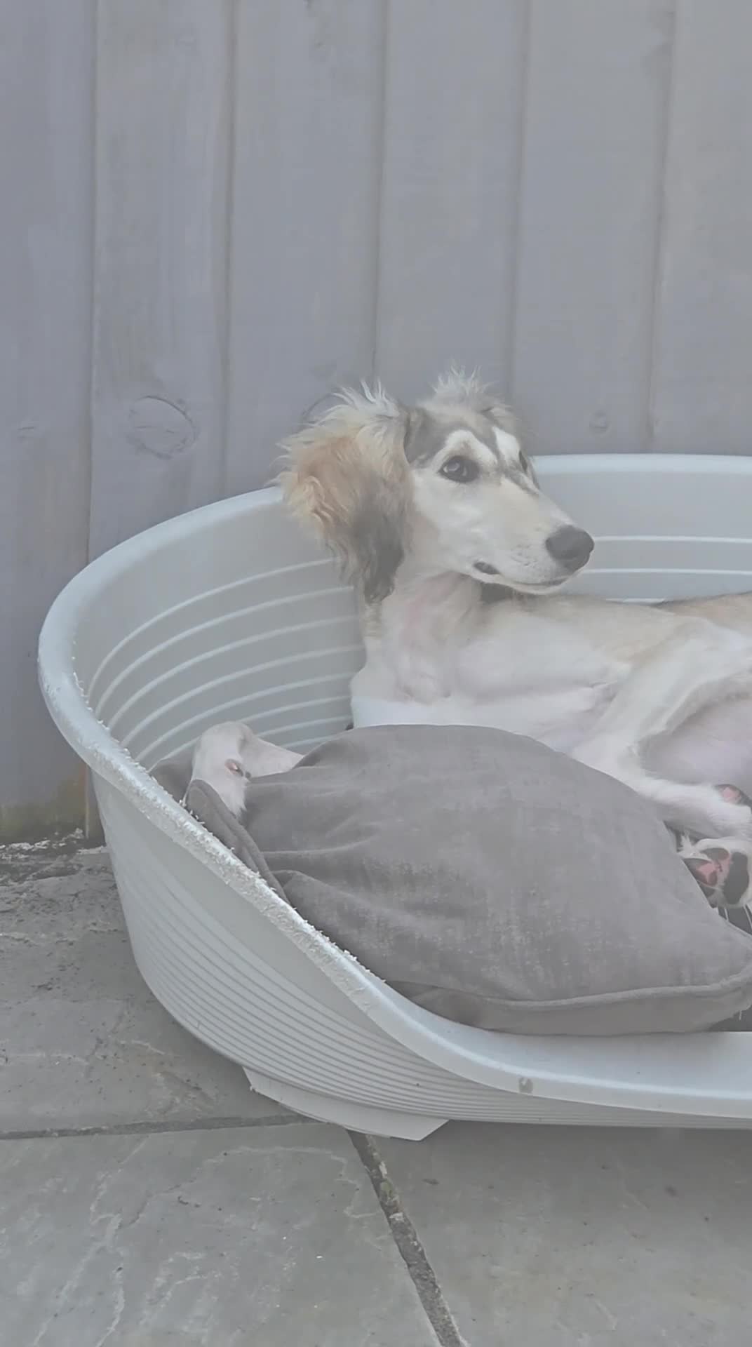 Saluki dogs for sale: Saluki for sale  - Video 1