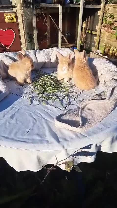 Angora rabbits for sale: Gorgeous Angora Rabbits, Pure Bred Full Faced. - Video 1