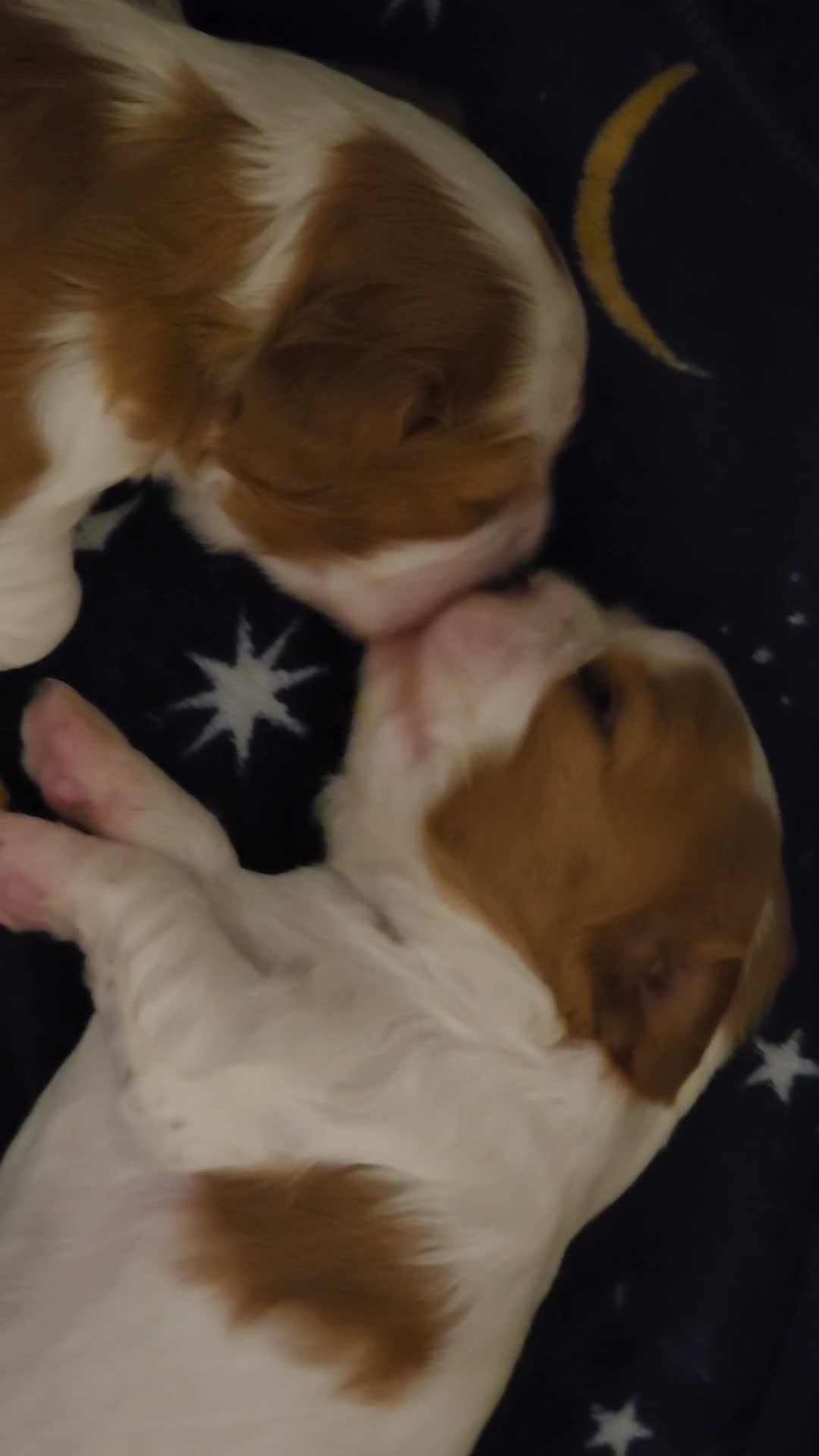 Cavalier King Charles Spaniel dogs for sale: kC reg health clear cavalier king charles pups in Chorley - Video 1
