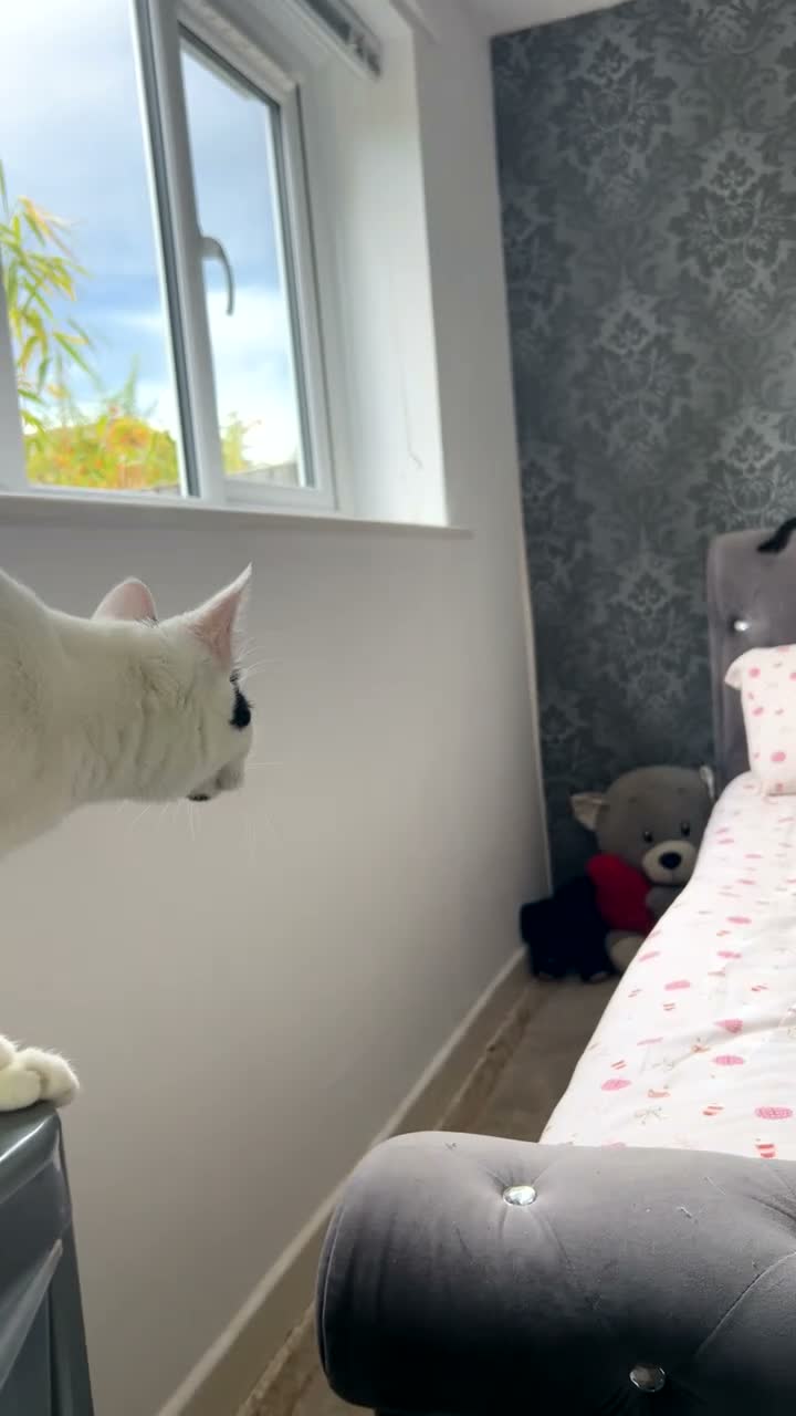 British Shorthair cats for sale: Sisters 6 months old  in Warrington - Video 1