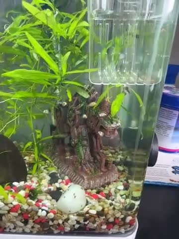 Mollies fish for sale: Assorted baby Mollies for Sale.  - Video 1