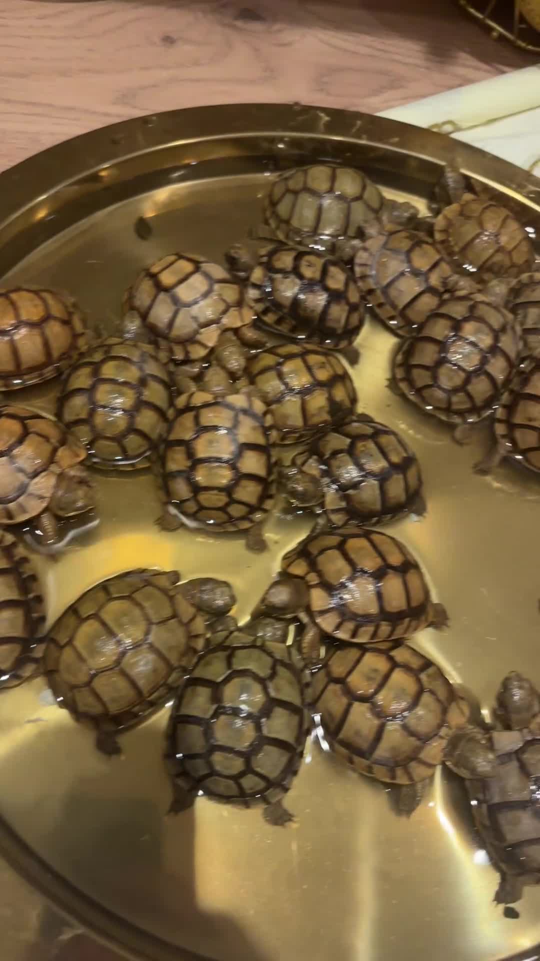 Tortoise reptiles for sale: Tortoise - Video 1