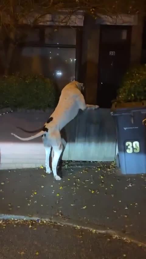 Mastiff dogs for sale: bully kutta male - Video 2