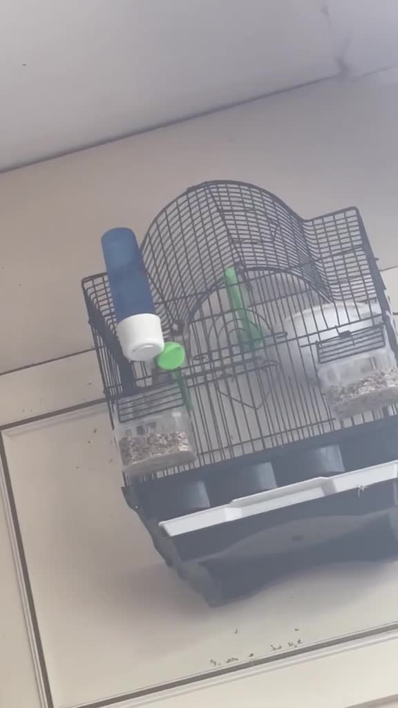 Canaries birds for sale: Canary Pair + Male Goldfinch Available - Video 4