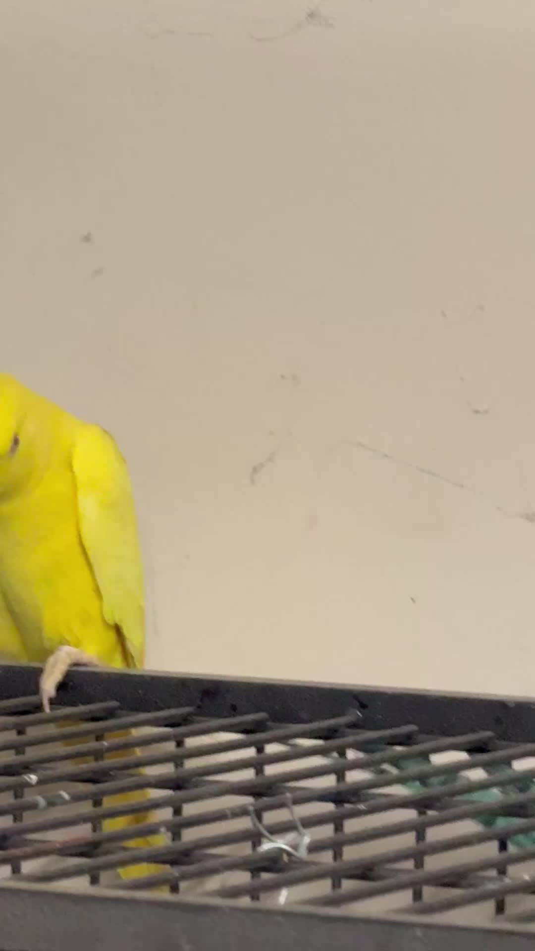 Ringnecks birds for sale:  for sale pair£400 No cage only birds for sale - Video 4