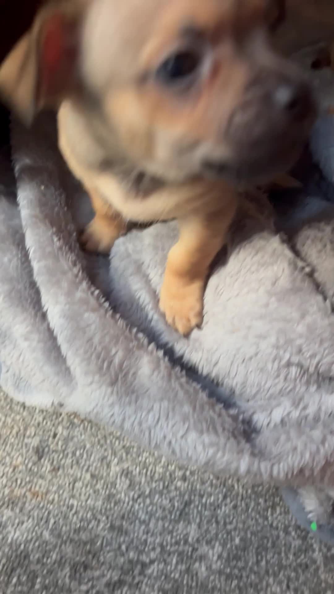 Mixed Breed dogs for sale: Beautiful jackchi puppies  - Video 1