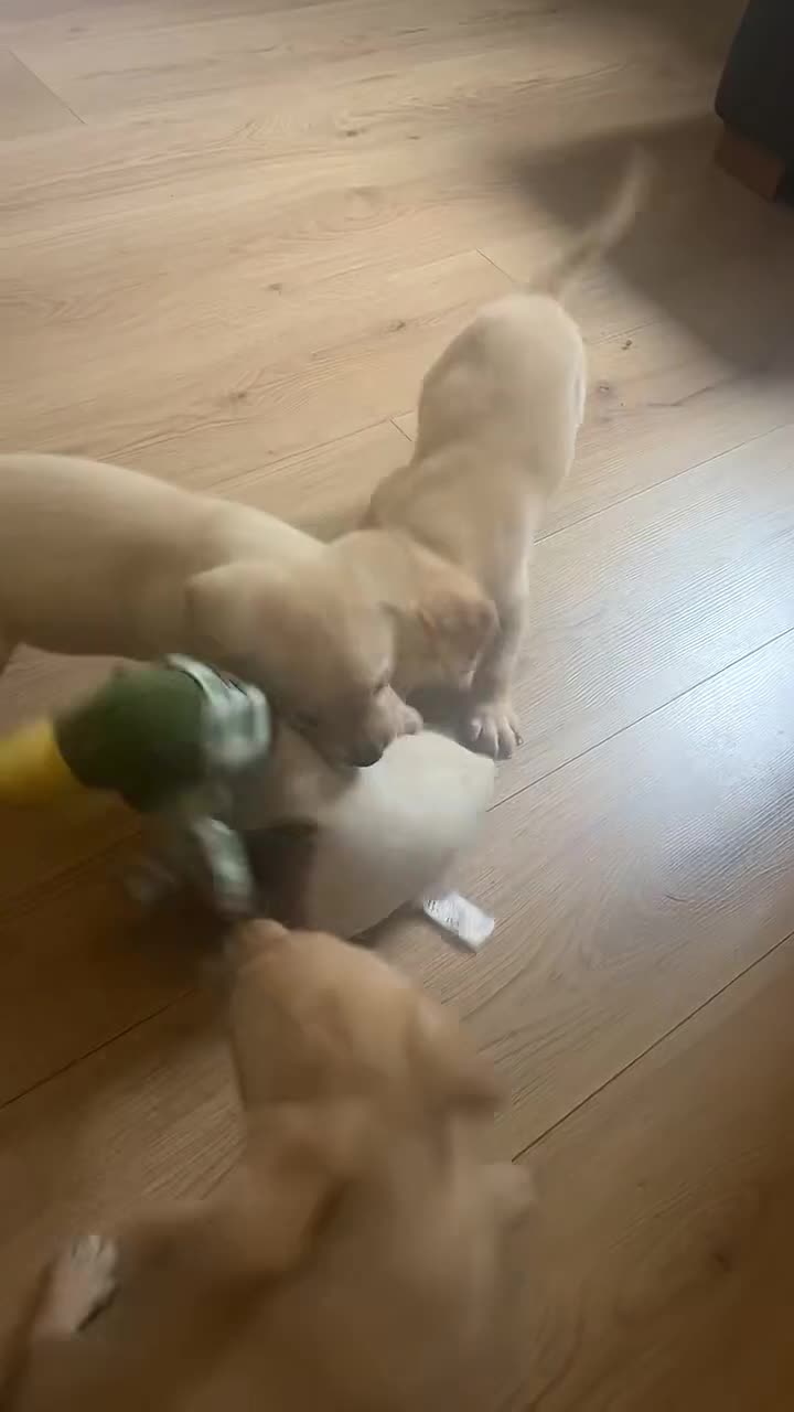 Labrador Retriever dogs for sale: 🐾 Labrador Retriever Puppies for Sale 🐾 - Video 2