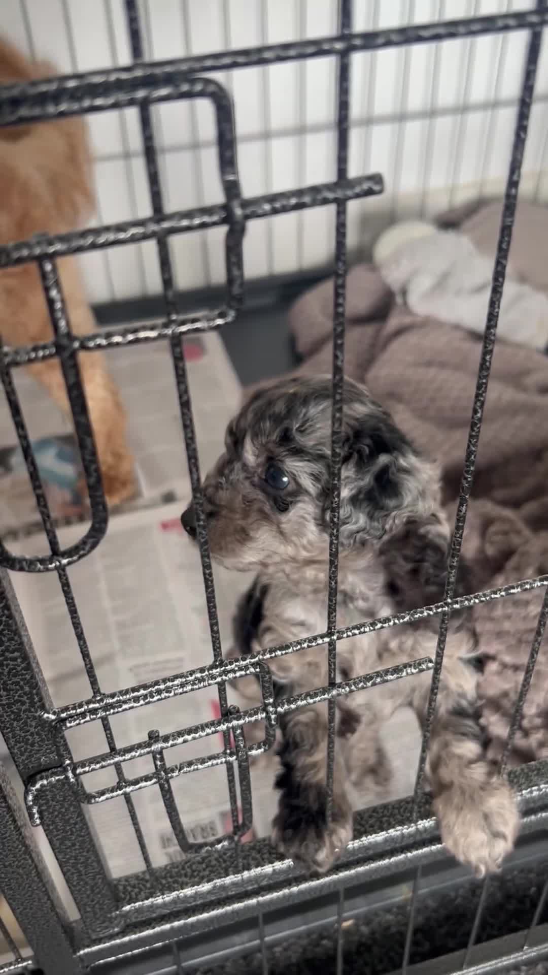 Cockapoo dogs for sale: Merle Cockapoo bitch - Video 1