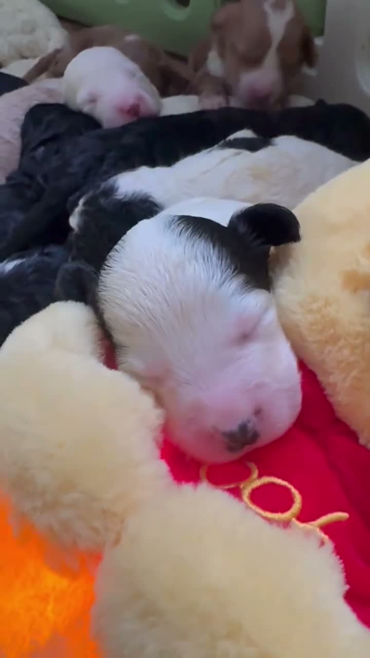 Cockapoo dogs for sale: Ironhold Cockapoo Litter 🐶🖤🏴󠁧󠁢󠁳󠁣󠁴󠁿!  - Video 2