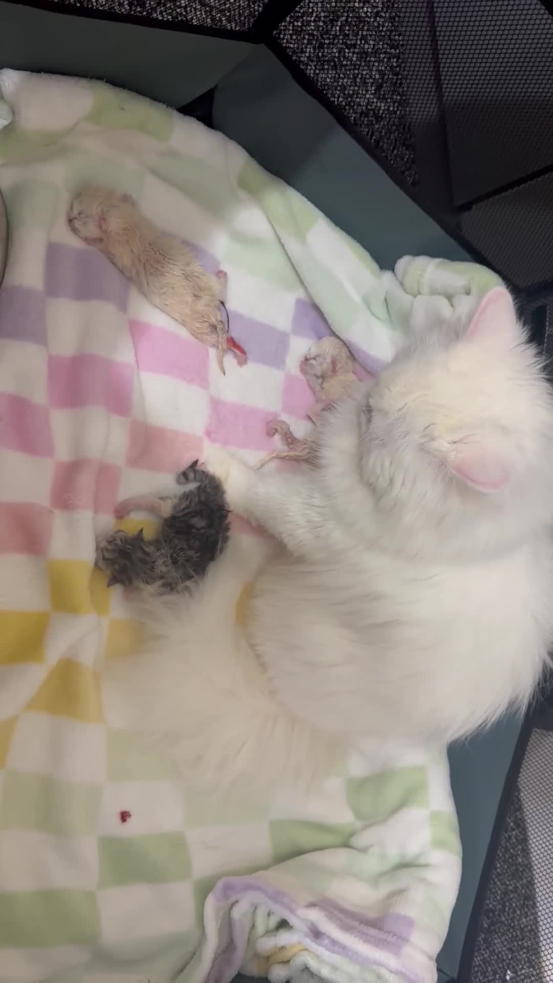 Persian cats for sale: Pure Persian - Video 3