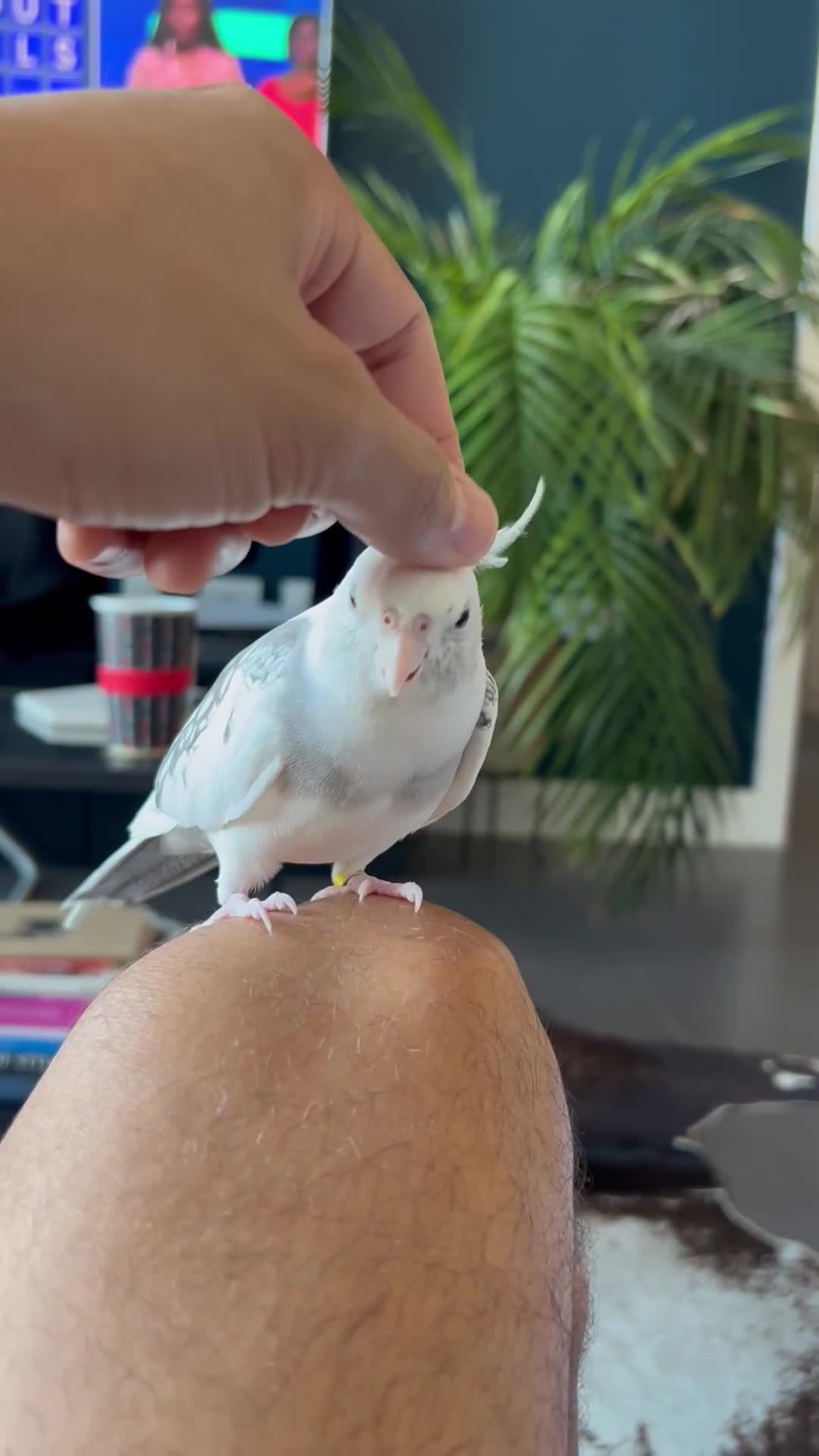 Cockatiels birds for sale: Stunning show worthy cockatiel for sale - Video 3