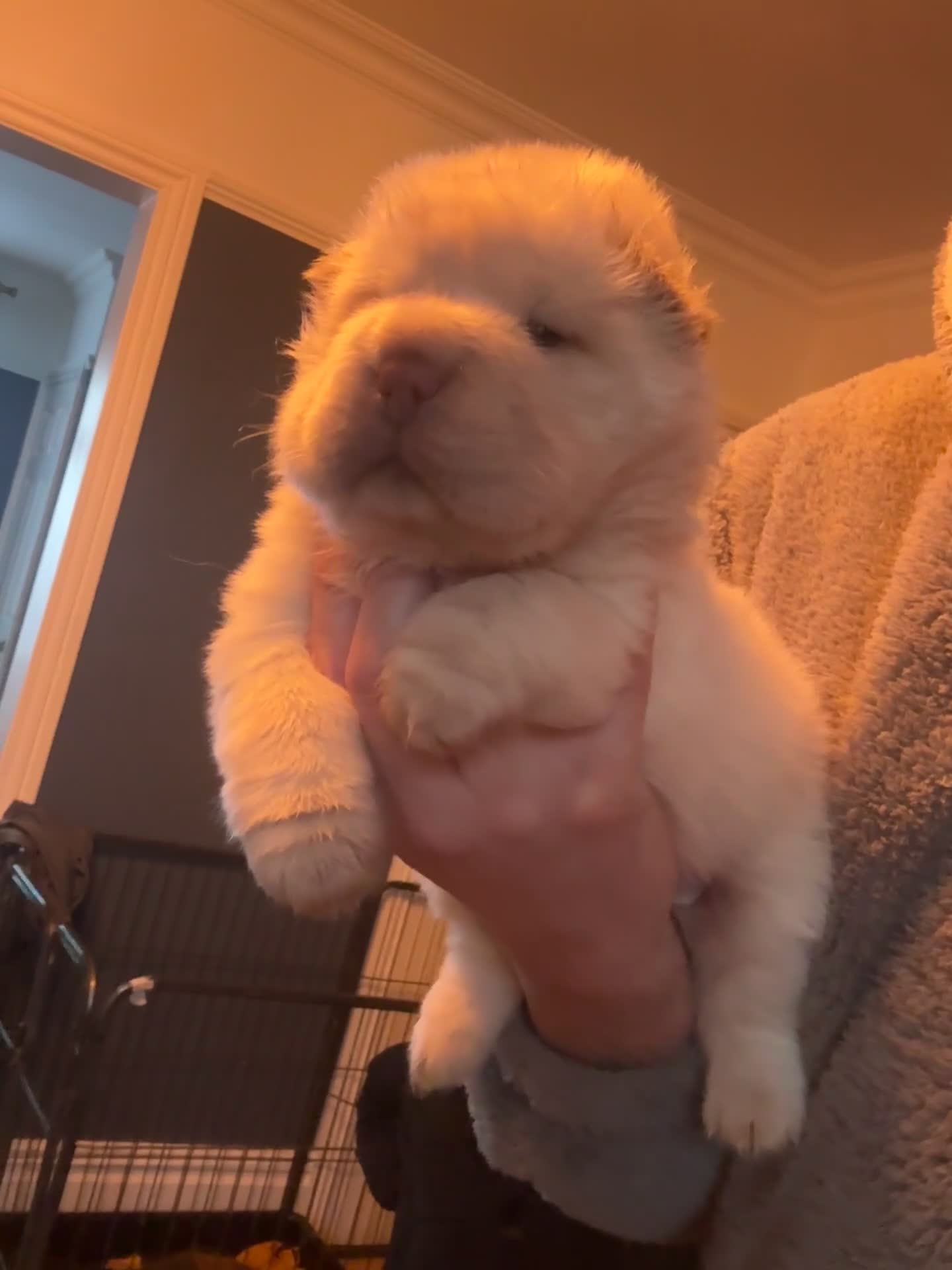 Shar Pei dogs for sale: 3  Gorgeous bears 🐻  - Video 2