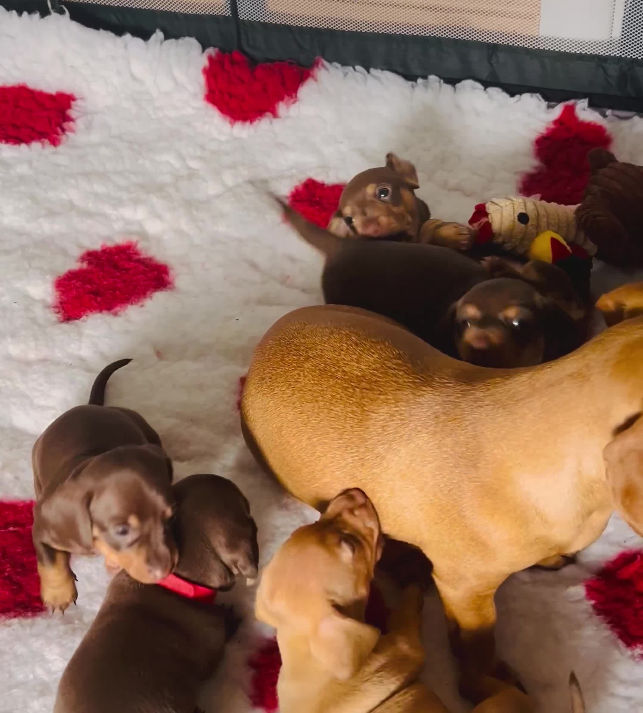 Miniature Dachshund dogs for sale: KC Miniature Dachshunds - Video 1