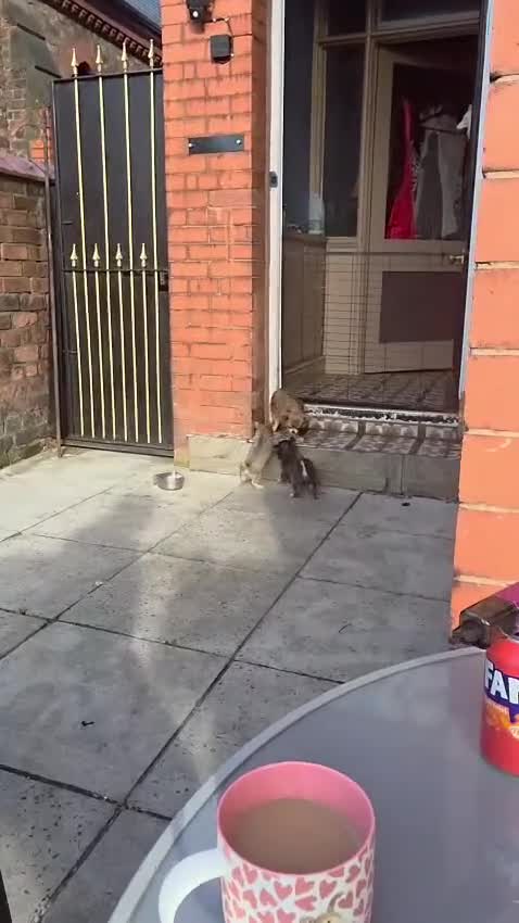 Chihuahua dogs for sale: Cheeky Chihuahua puppies long haired in Liverpool - Video 3