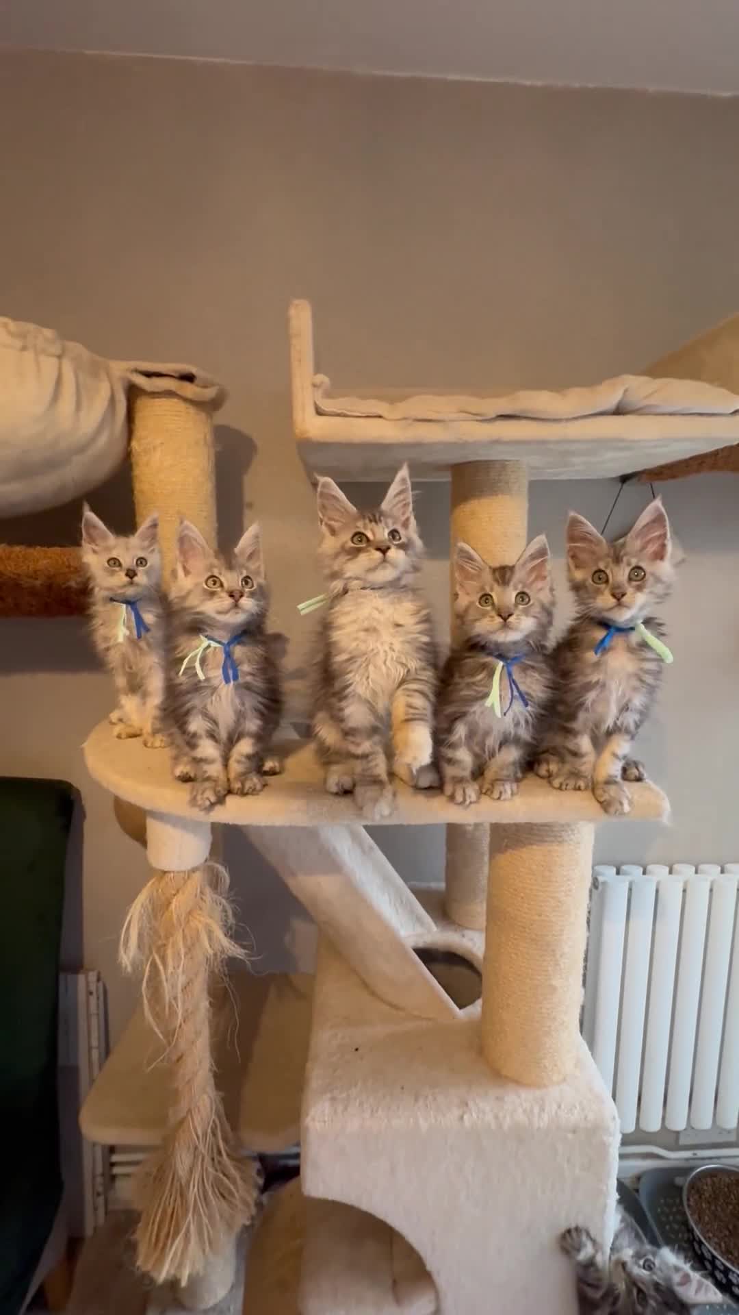 Maine Coon cats for sale: Stunning Maine Coon kittens  - Video 3