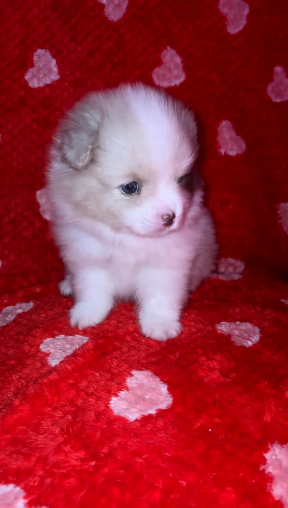 Pomeranian dogs for sale: beautiful blue eyed Pomeranians cream boys  - Video 1