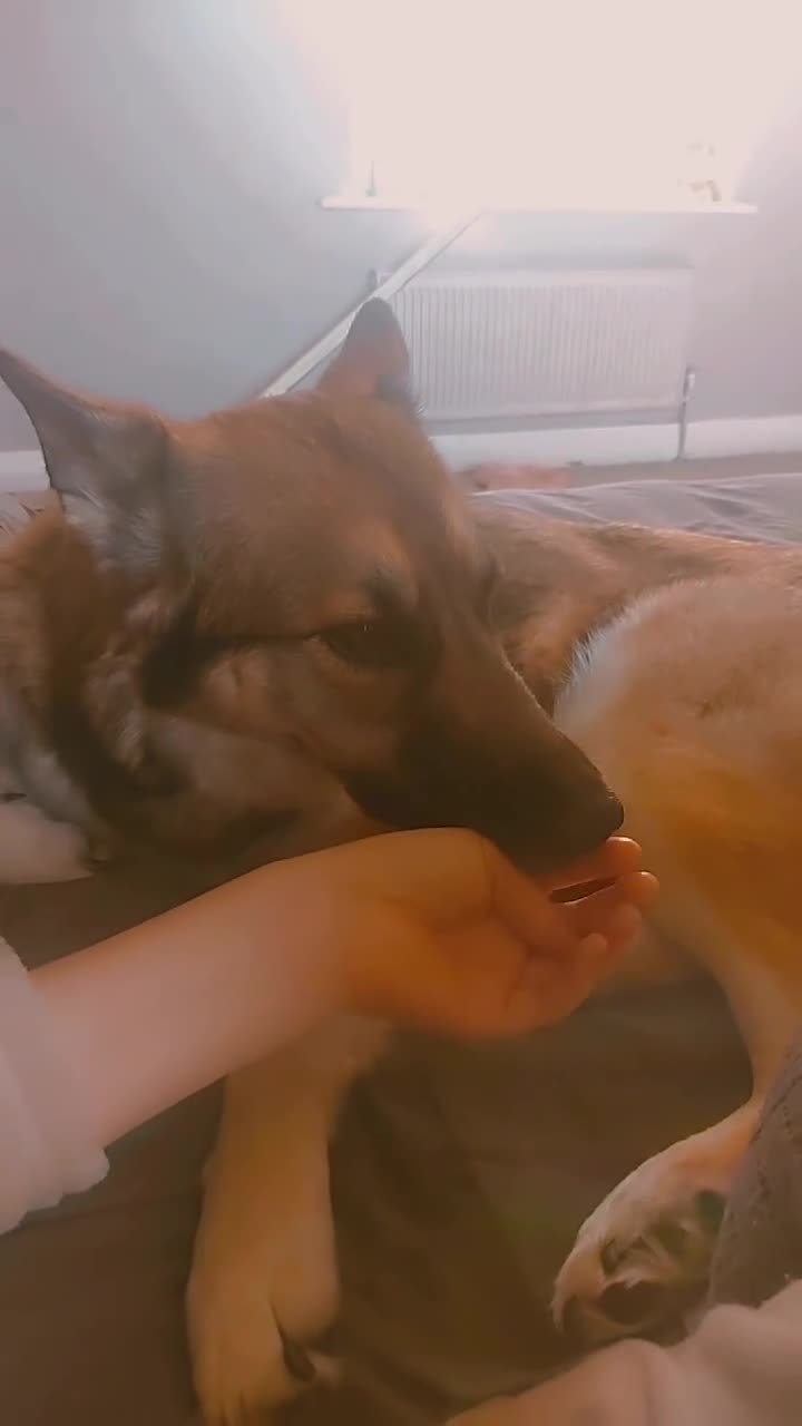 German Shepherd dogs for sale: River female German shepherd  - Video 3