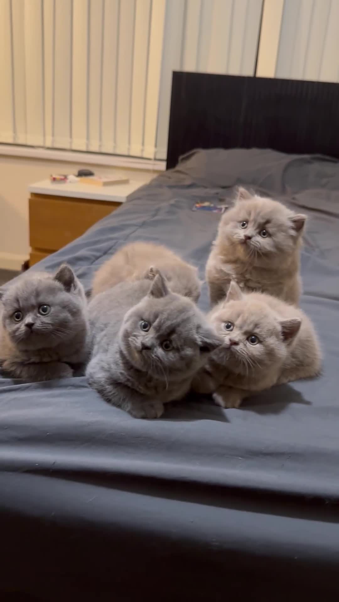 British Shorthair cats for sale: British shorthair blue and lilac  - Video 4