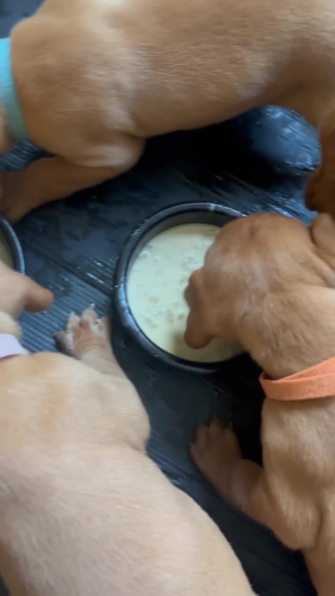 Hungarian Vizsla dogs for sale: Gorgeous Viszla Puppies - Video 1
