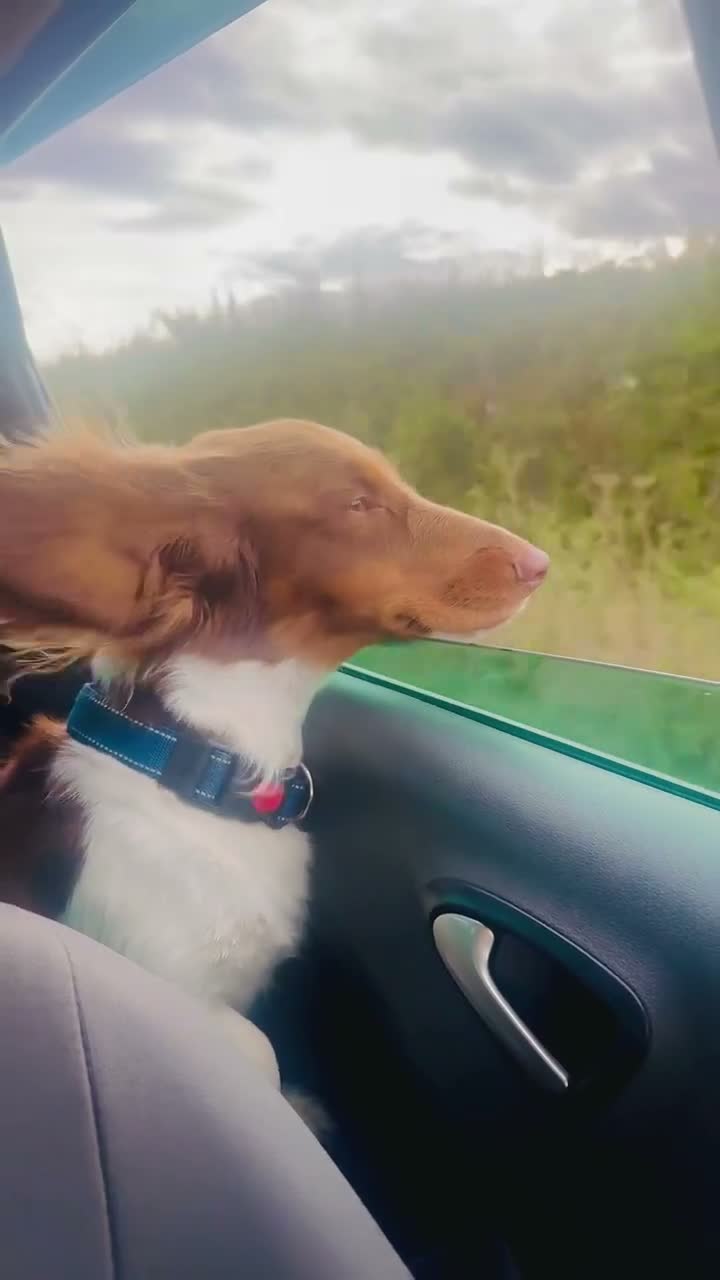 Dachshund dogs for sale: Dacshund 1.5Years old Male - Video 2