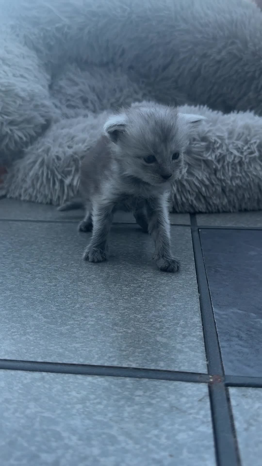Maine Coon cats for sale: 4 MAINE COON KITTENS  - Video 3