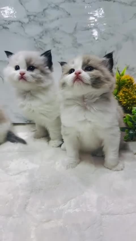 Ragdoll cats for sale:  Tica registered full pedigree ragdolls - Video 1