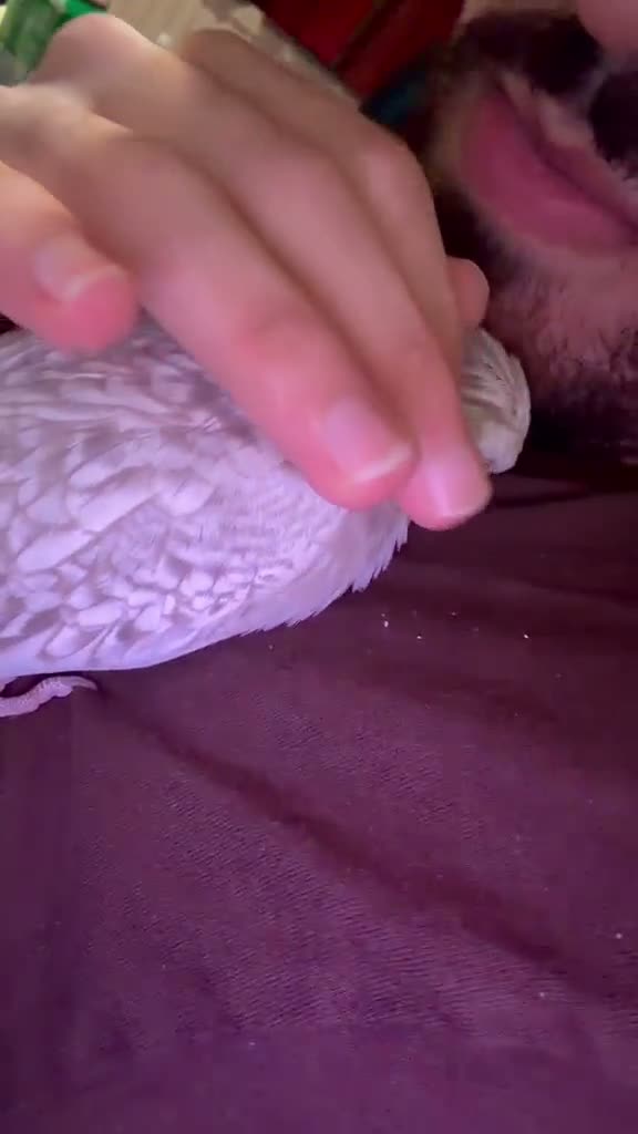 Cockatiels birds for sale: Beuno :) - Video 4