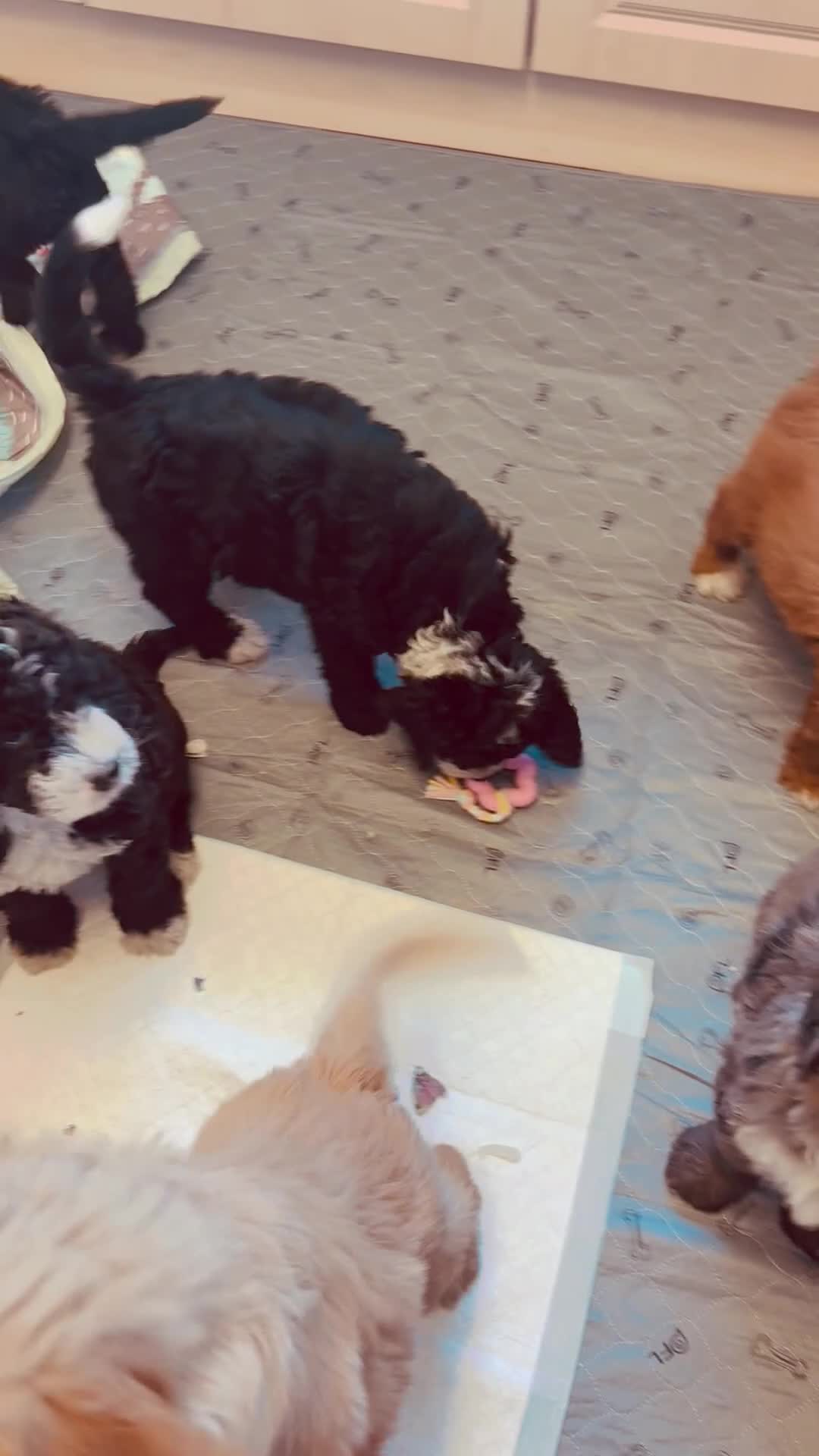 Bernedoodle dogs for sale: Beautiful Bernidoodles - Video 1