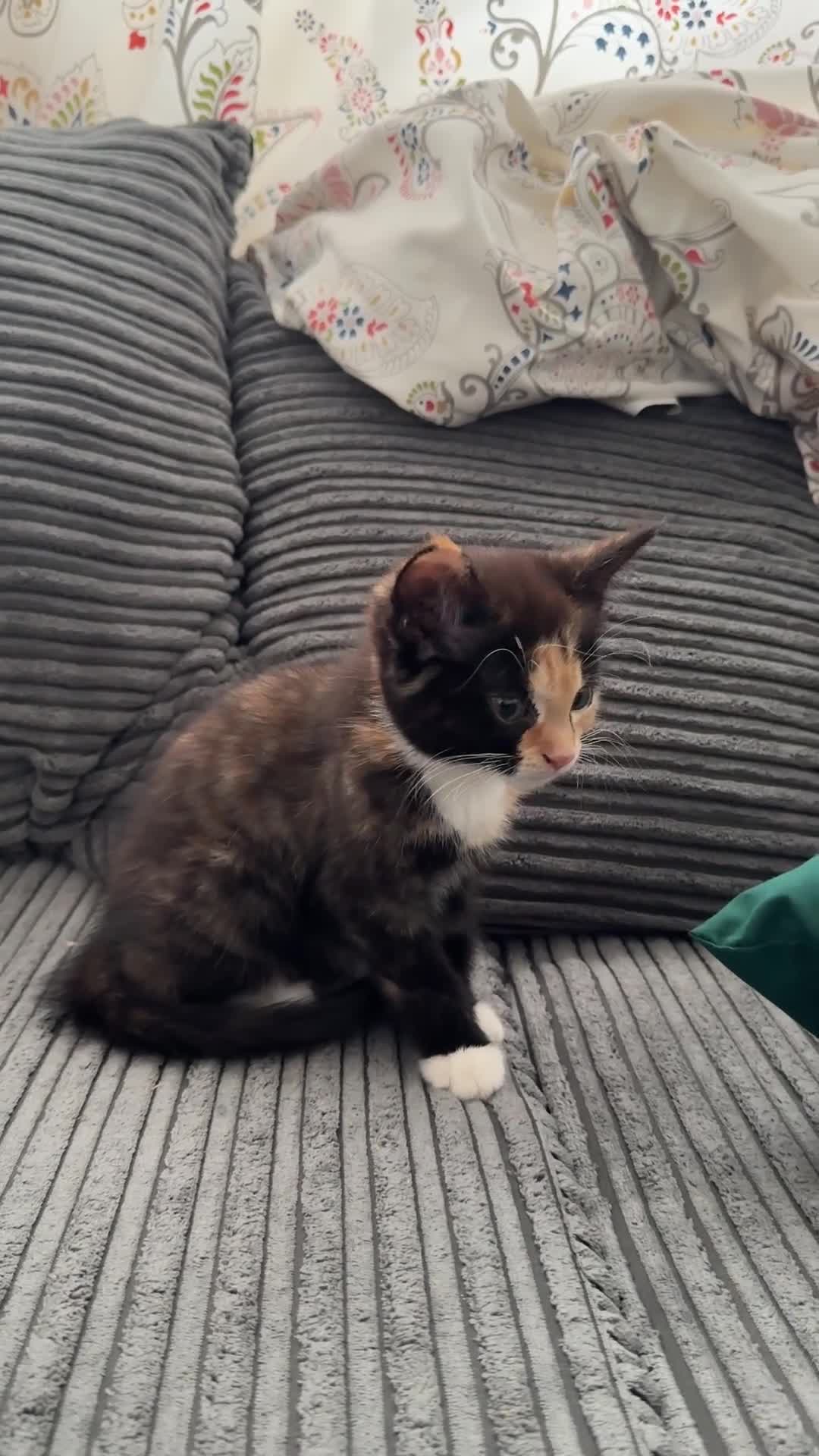 American Shorthair cats for sale: Lovely Tabbies and Calico Kittens for sale  in Milton Keynes - Video 4