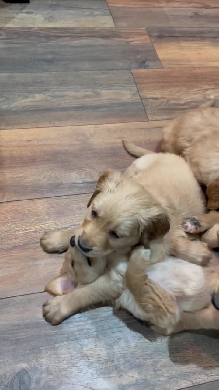 Golden Retriever dogs for sale: KC registered golden retrievers - Video 1